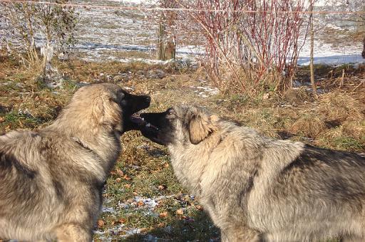 Shar Skupi Unterwerfen